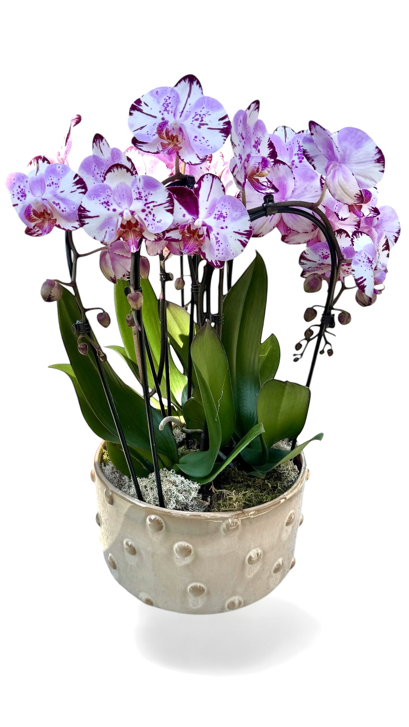 orchidea premium s doručením od flowergo